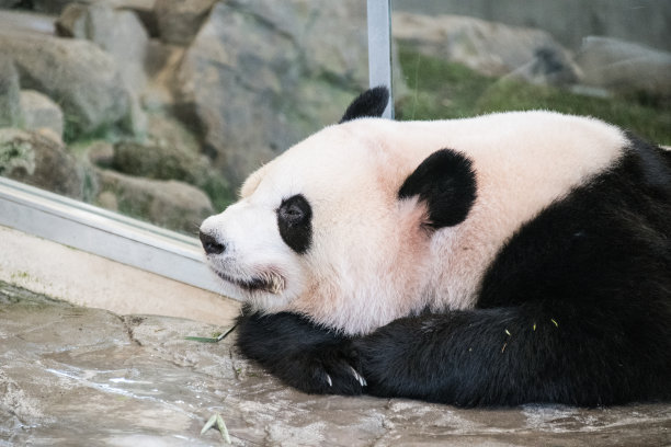 睡觉的大熊猫