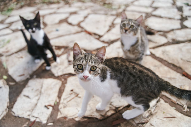 stray