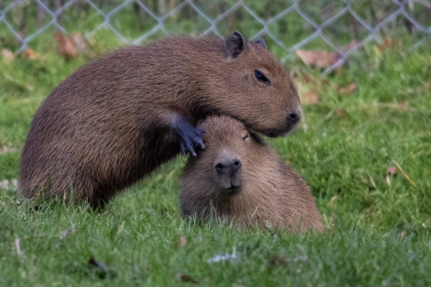 capybara