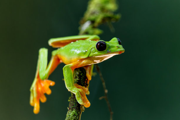 dendrobates