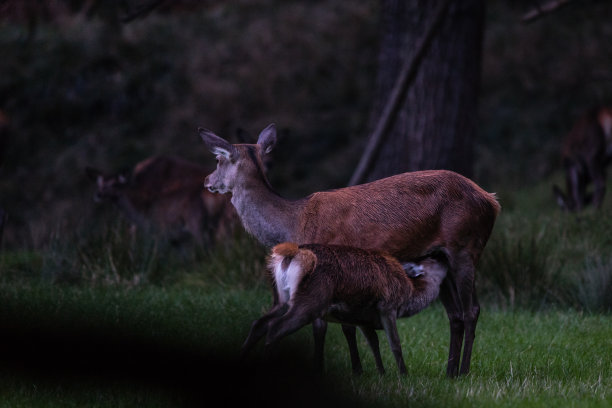 doe