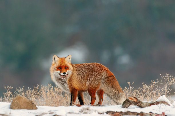 wildlife