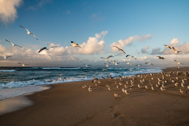 飞鸟蓝色大海壁纸