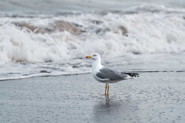飞鸟蓝色大海壁纸