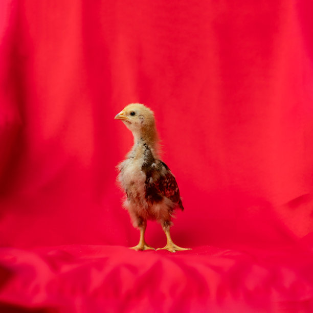 cock