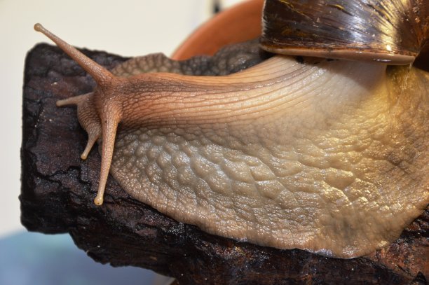 gastropod