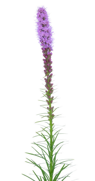 liatris