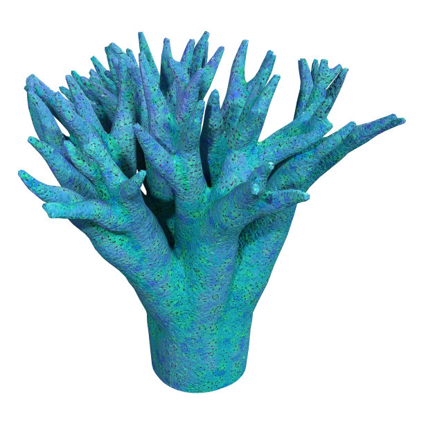 corals