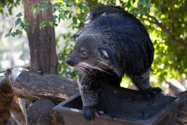 civet