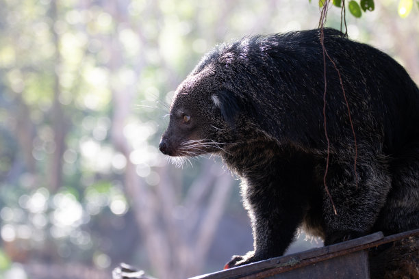 civet