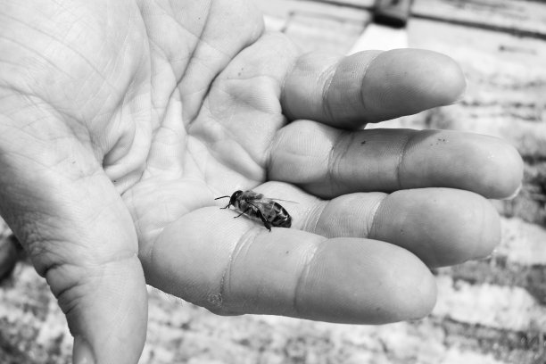 beekeeper
