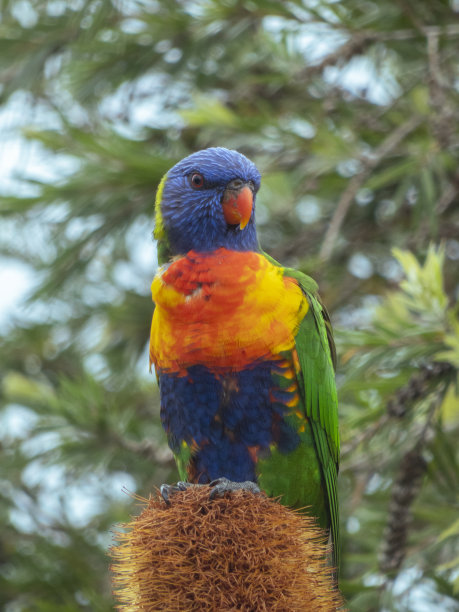 lorikeets
