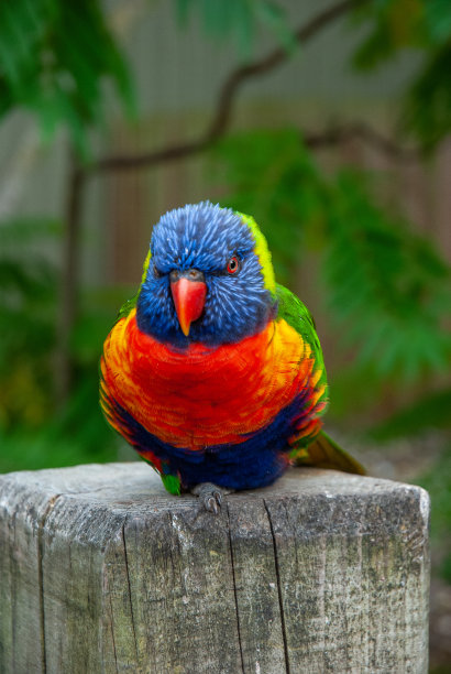 lorikeets