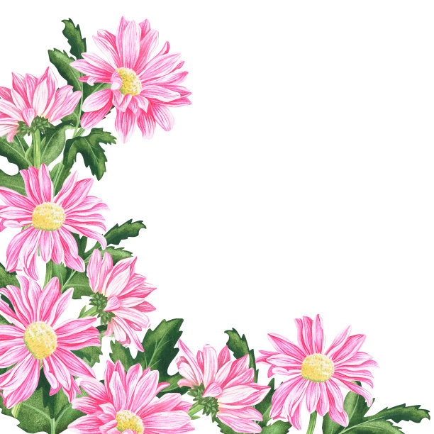 中草药菊花插画