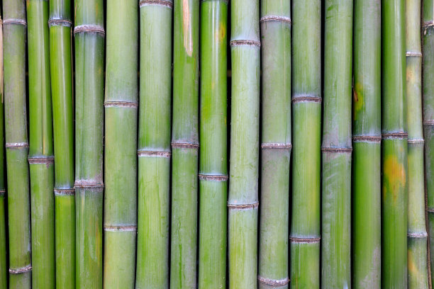 bamboo