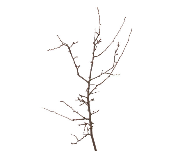 枝,嫩枝,叶子