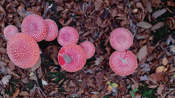 amanitaceae