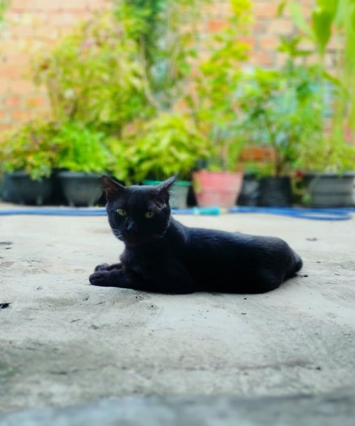 stray