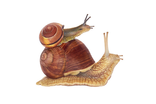 snail