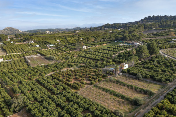 orchard