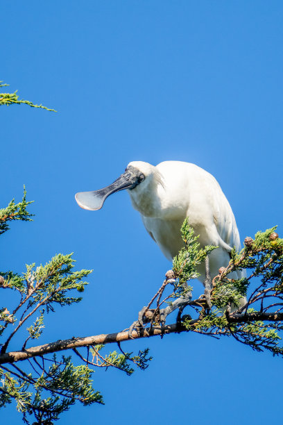spoonbill