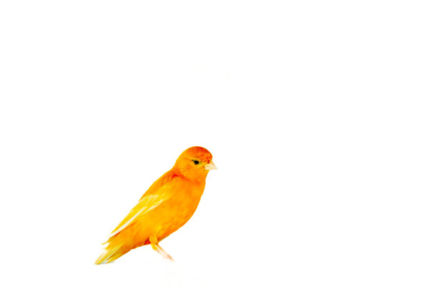 canary