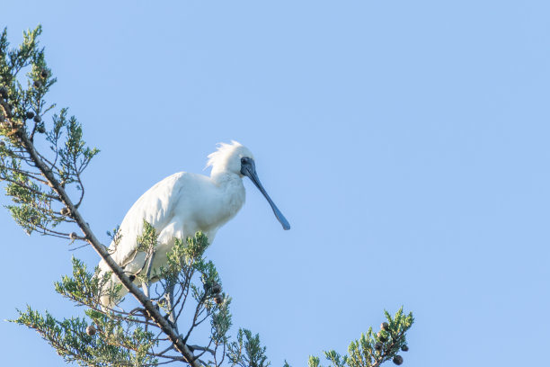 spoonbill