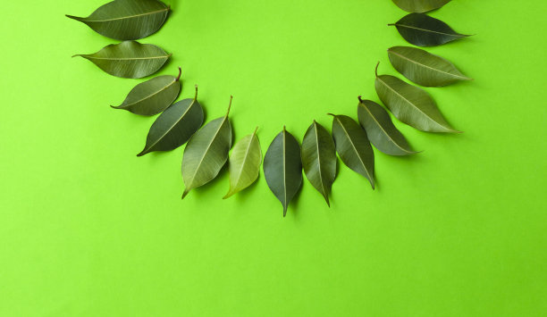 绿色精美圆形花纹图案