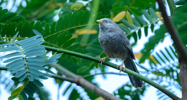 laughingthrush
