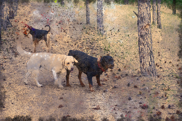 airedale