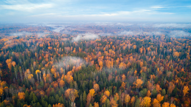 户外蓝天白云草地树林图片