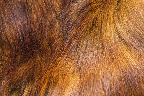 hairs