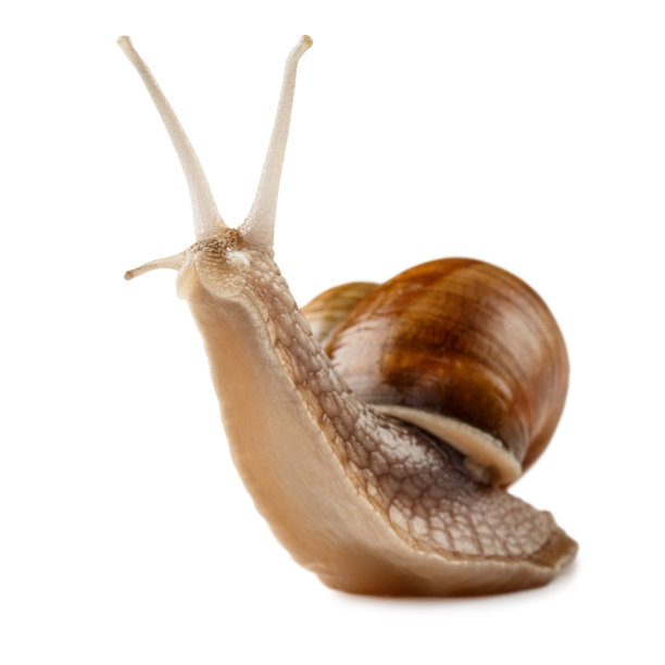 snail