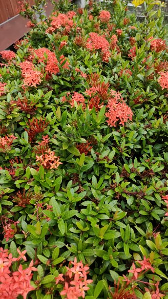 ixora