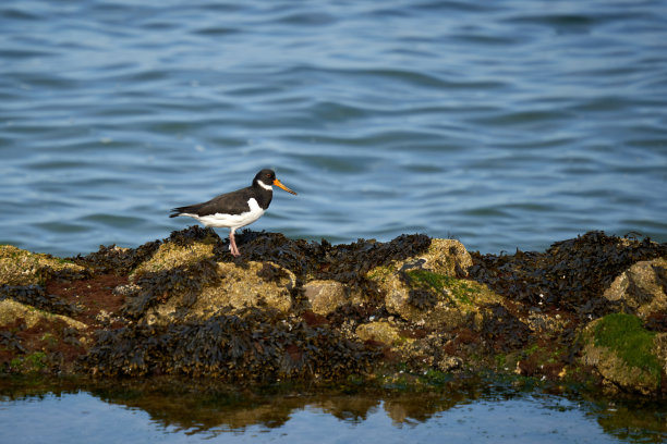 haematopus