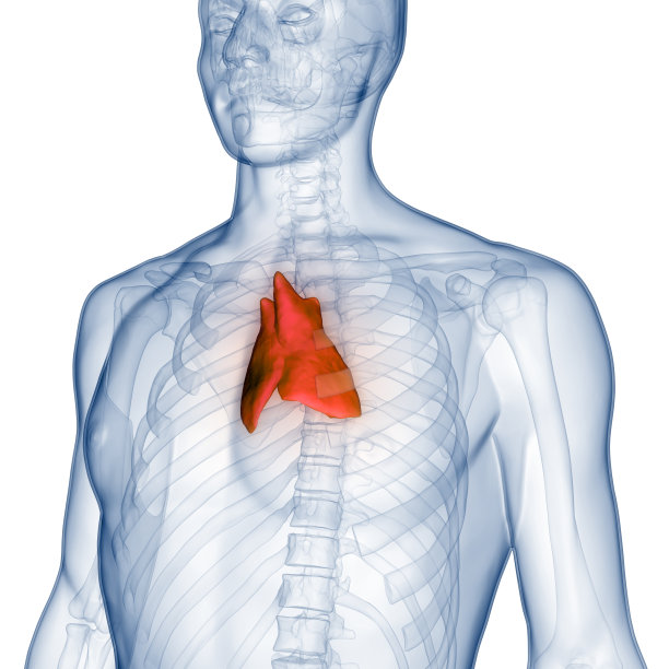 thymus