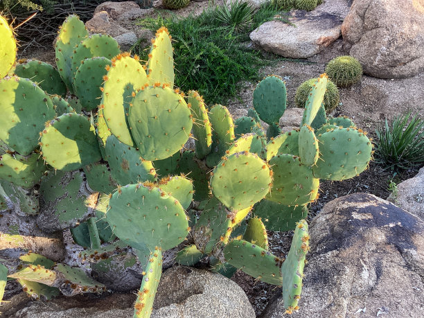 saguaro