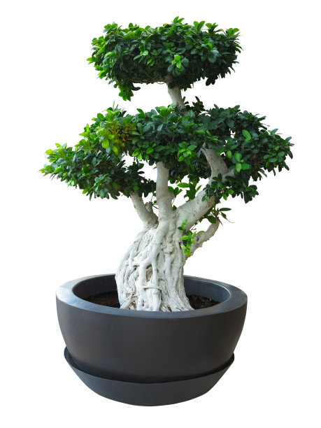植物学,叶子,枝
