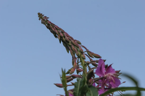 epilobium