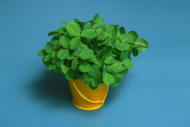 shamrock