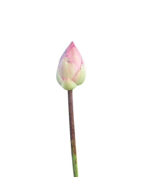 bud