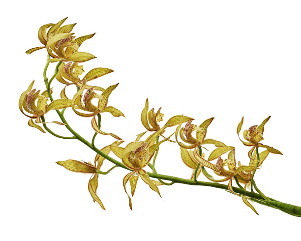 cymbidium