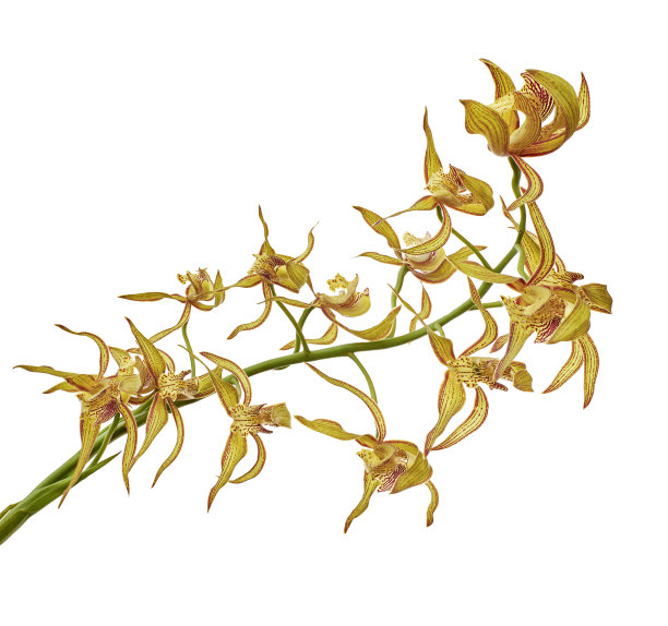 cymbidium