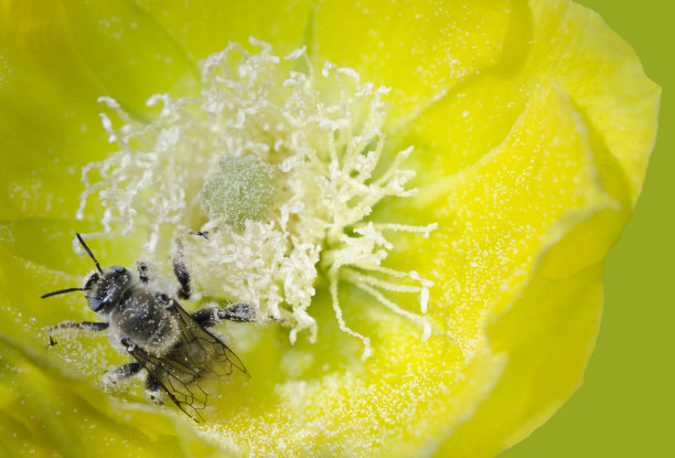 pollination