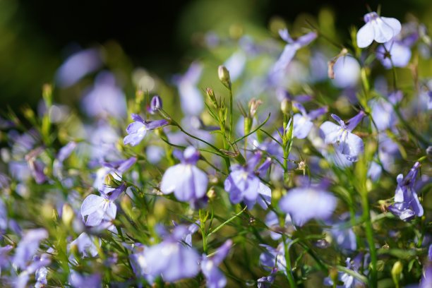 lobelia