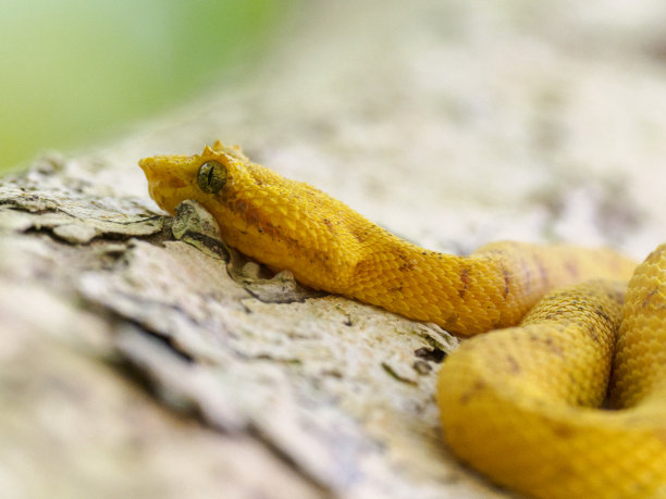 atheris