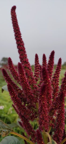gomphrena