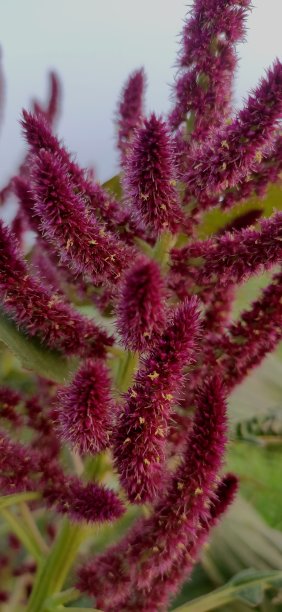 gomphrena