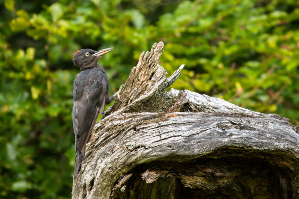 perched