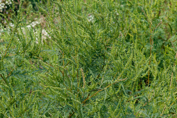 overgrown